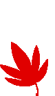 もみじ